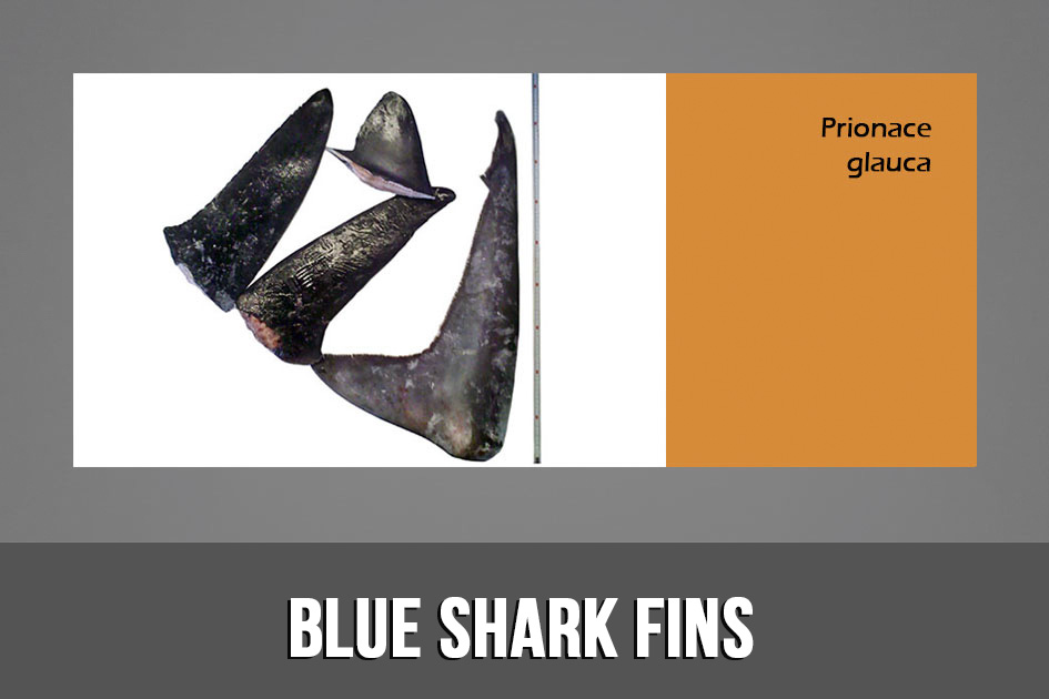 BLUE SHARK FINS