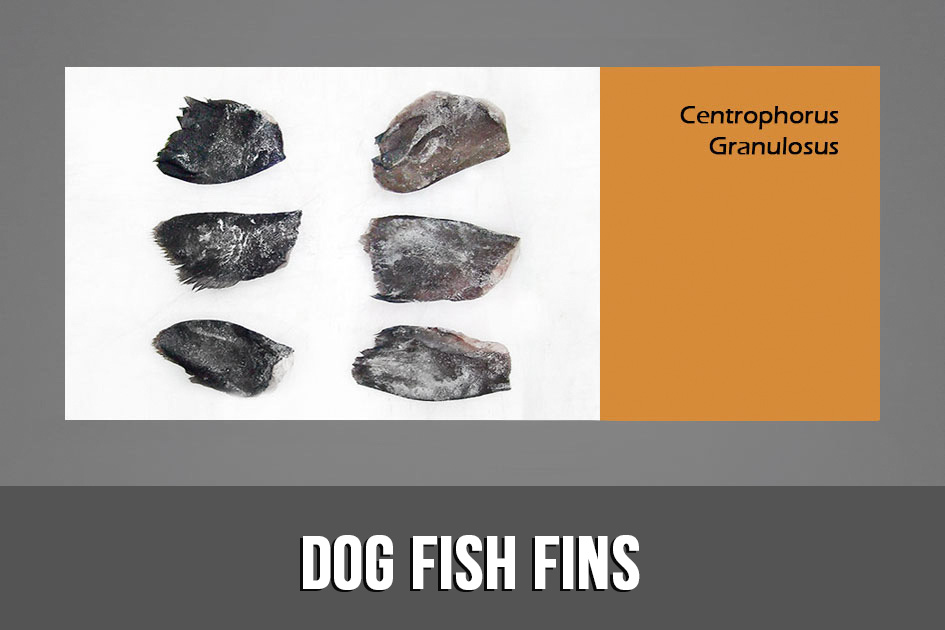 DOG FISH FINS