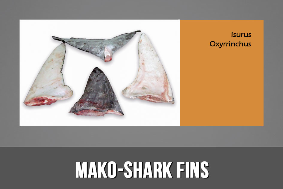 MAKO SHARK FINS