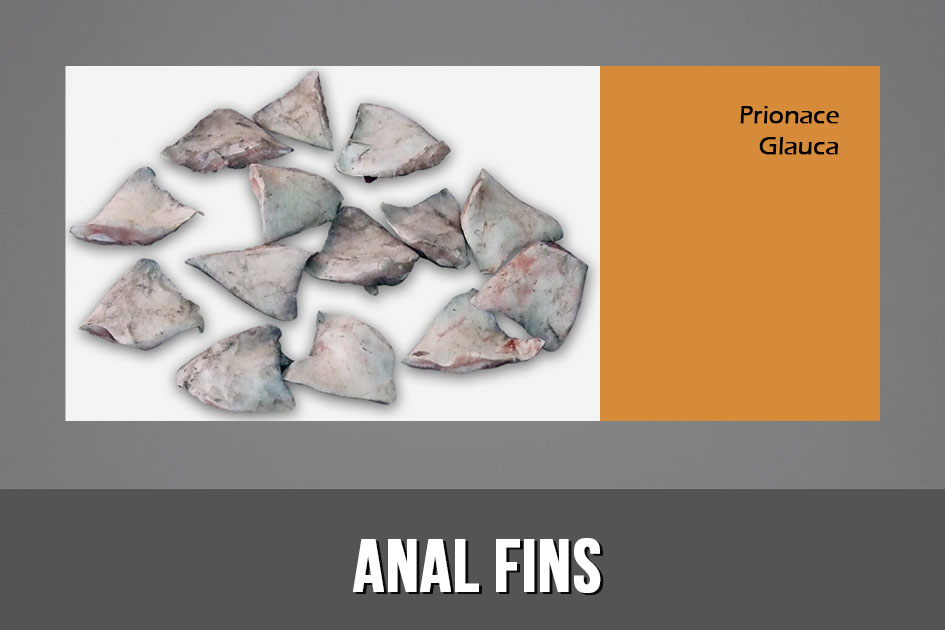 Anal Fins