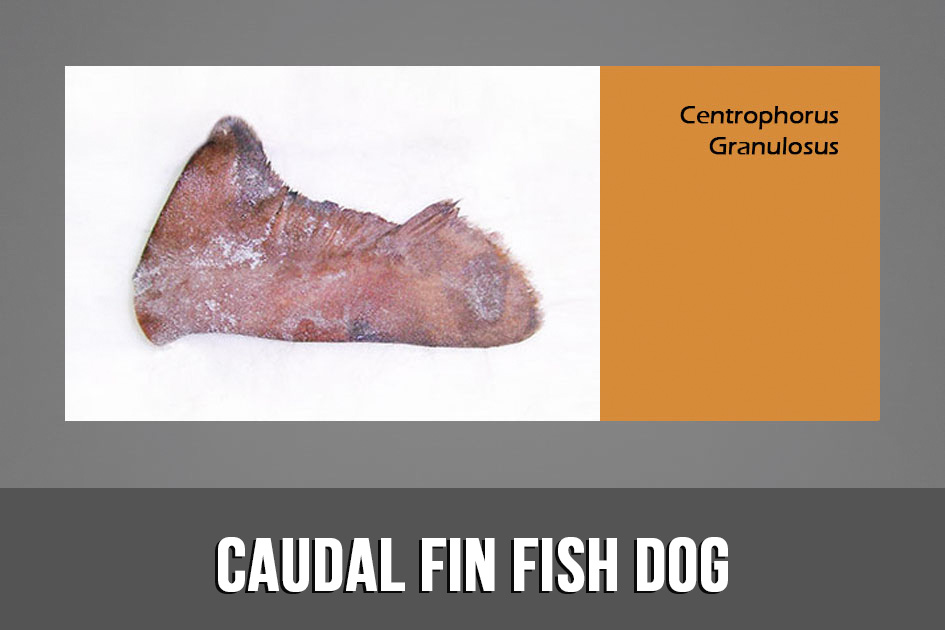 Caudal Fin Fish Dog