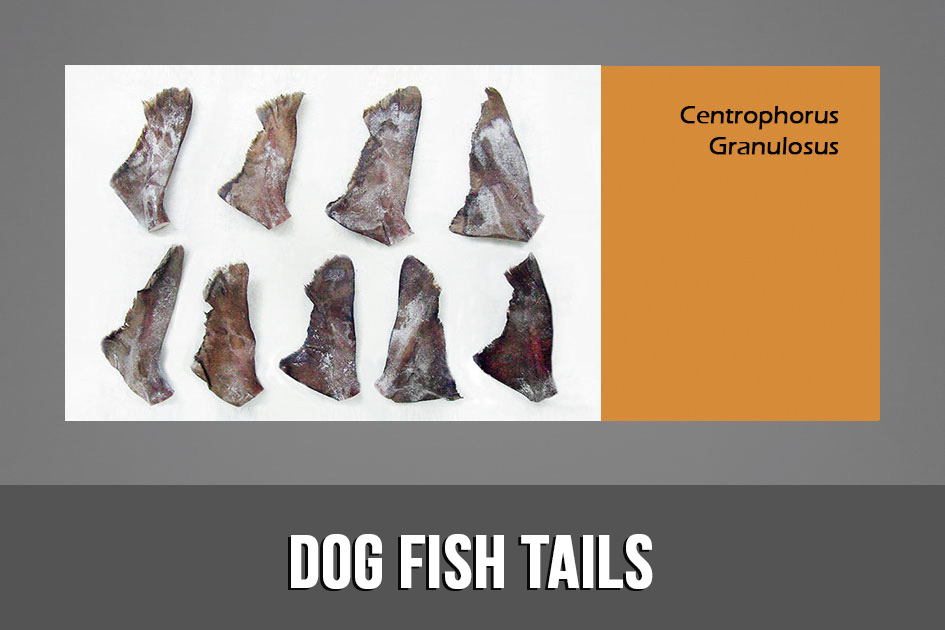 Dog fish tails