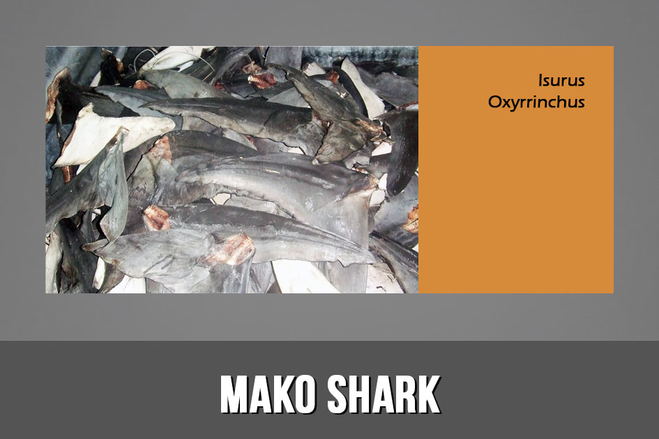 MAKO SHARK