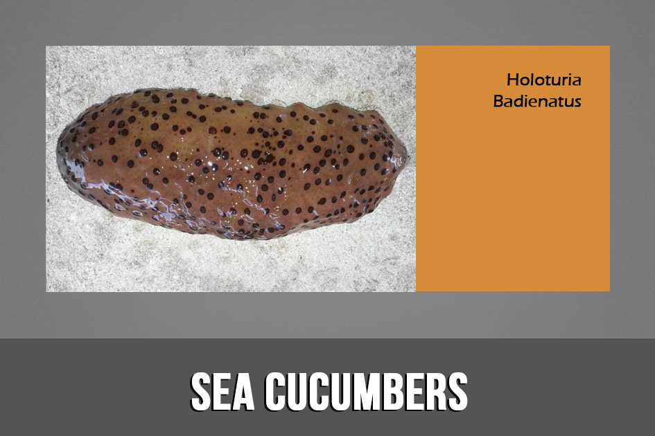 Sea Cucumbers