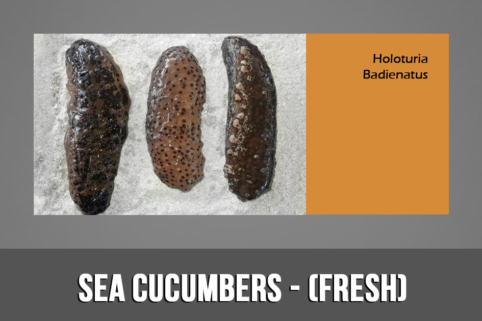 Sea Cucumbers Fresh