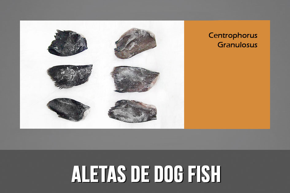 Aleta dog fish