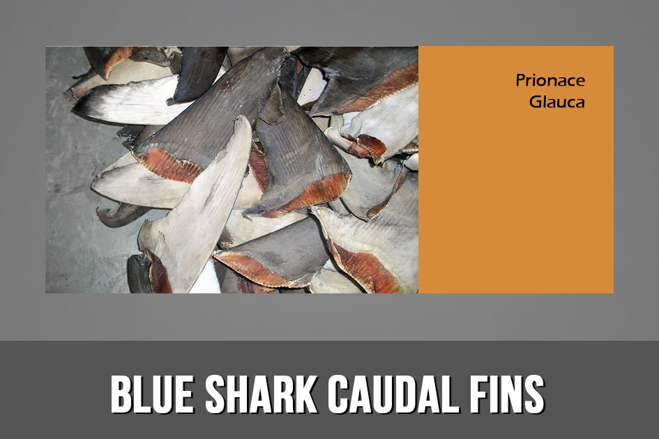 BLUE SHARK CAUDAL FINS