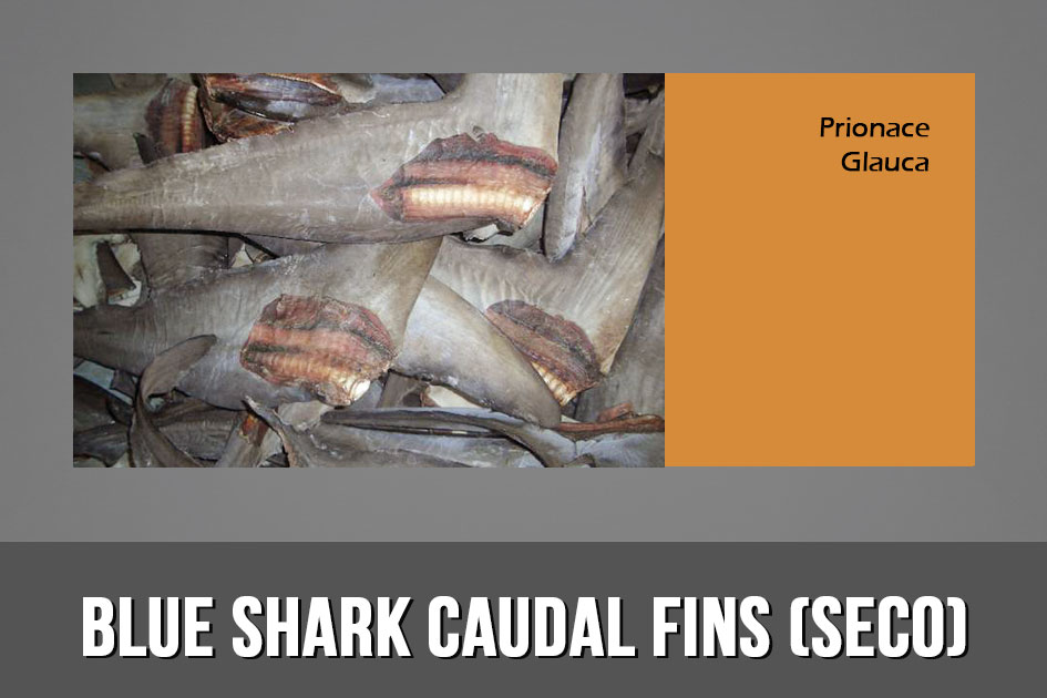 BLUE SHARK CAUDAL FINS SECO